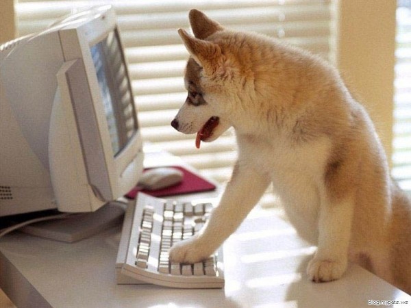 compufox-computer-player-dog-funny-playing-dog-600x450.jpg (600×450)